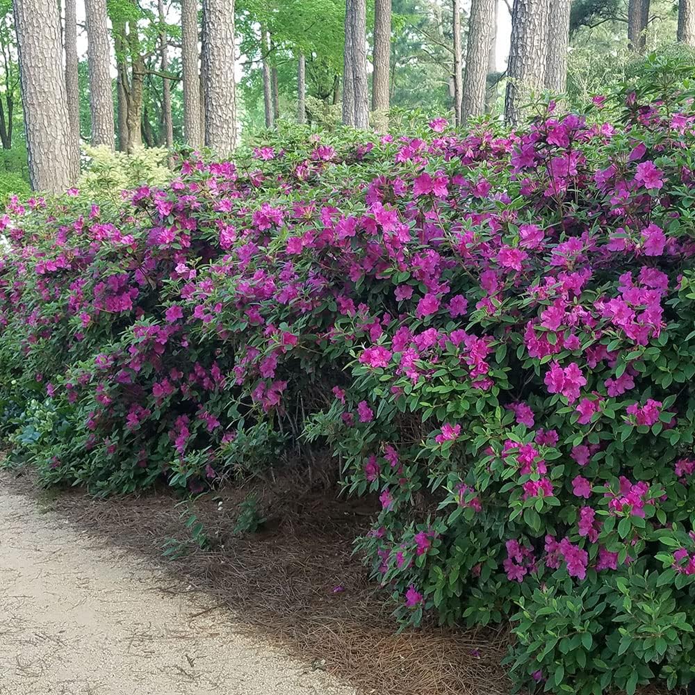 1 Gallon Purple Flowering Shrub Z215