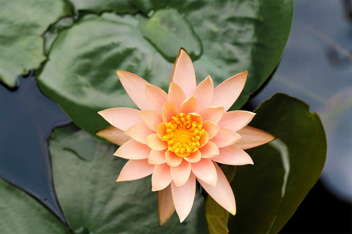 Mixed Bowl Lotus Seeds for Planting O36888