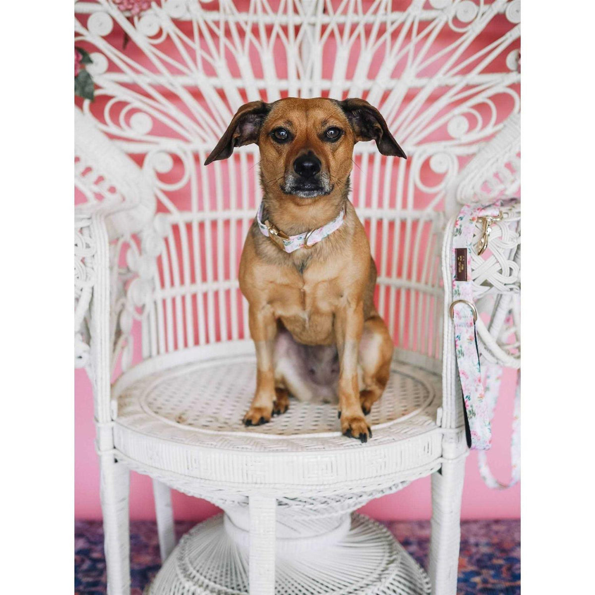 Pink Collar L9108