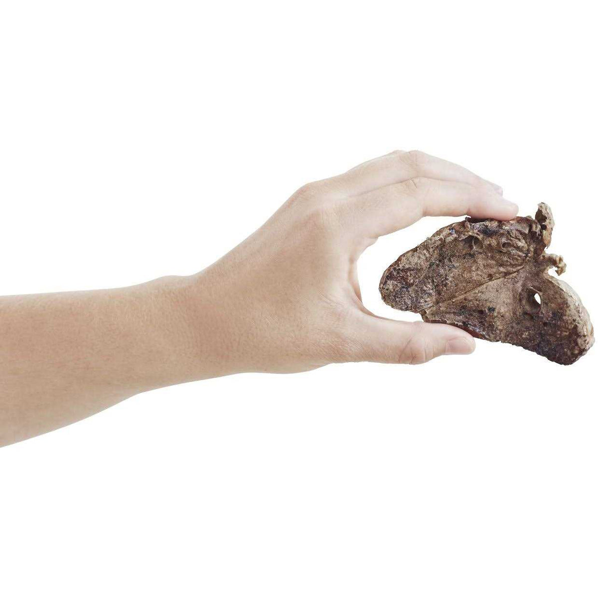 All-Natural Beef Lung Dehydrated Dog Treats V170