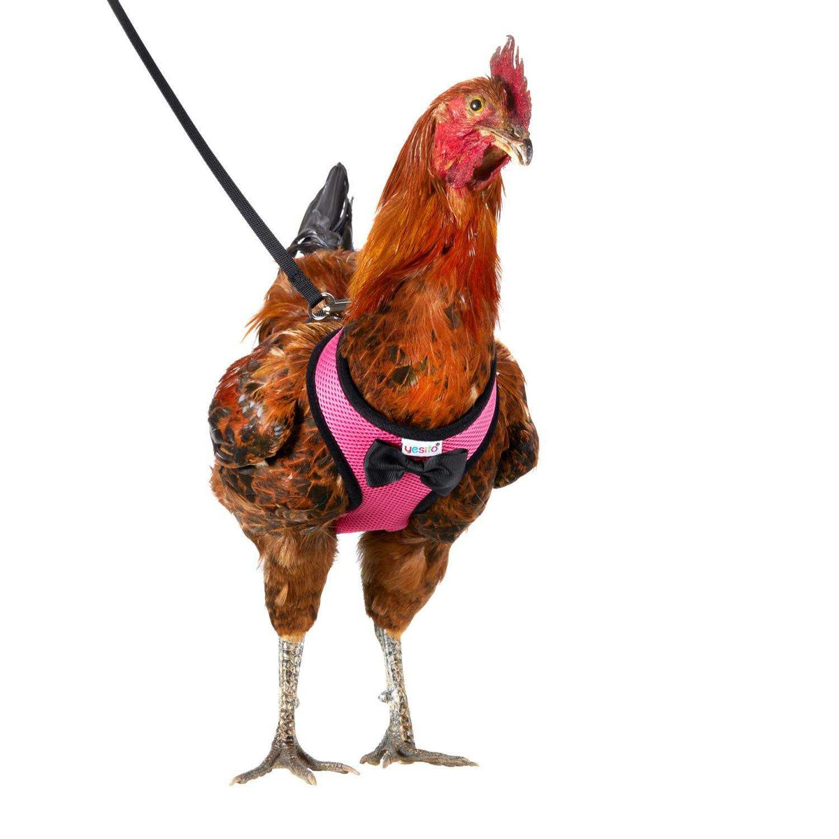 Chicken Harness with 6ft Leash U9490