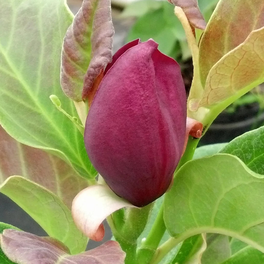Deciduous Tree in Grower Container - 1 Piece K878431