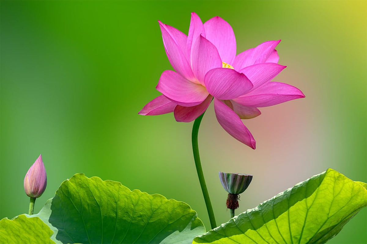 Mixed Bowl Lotus Seeds for Planting O36888