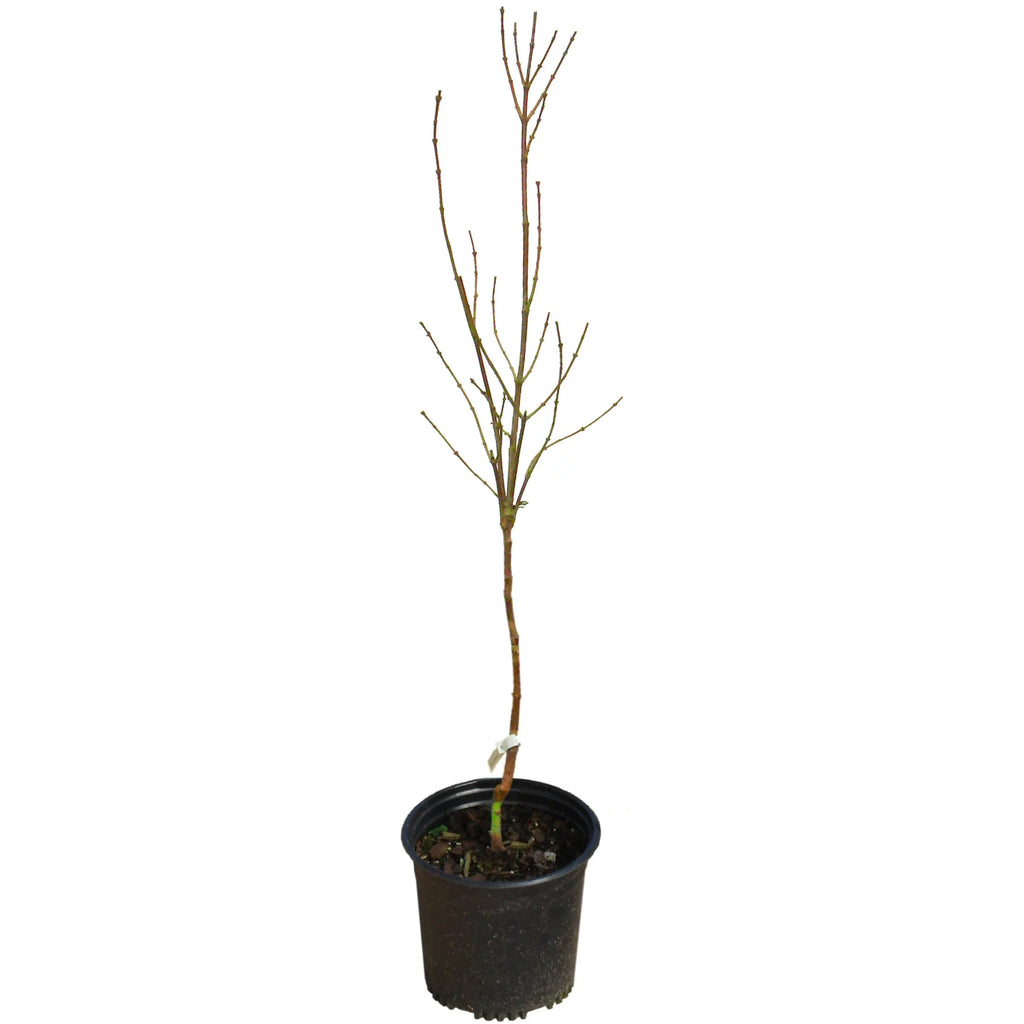 Deciduous Tree in Grower Container - 1 Piece K878431