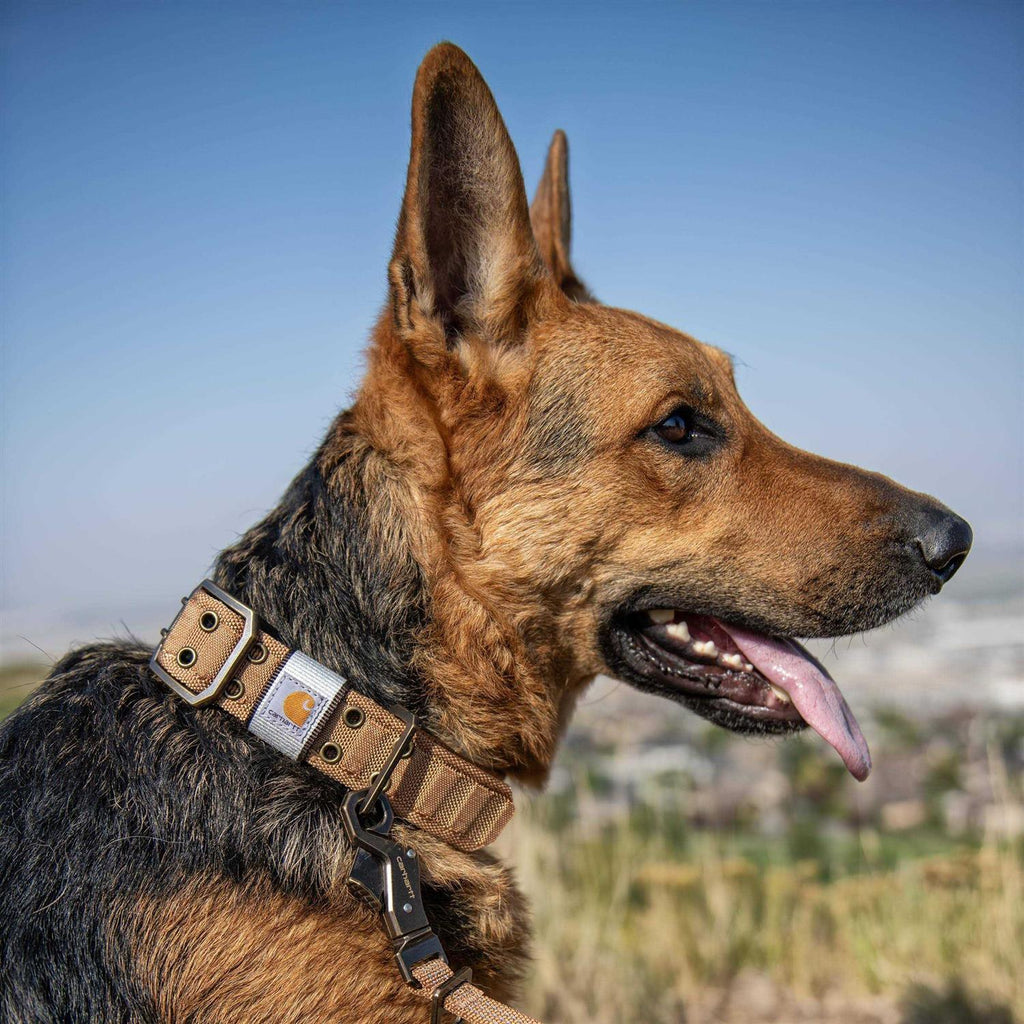 Brown Nylon Wide Dog Collar W92793