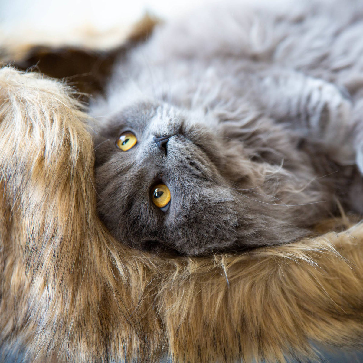 Mocca Nordic Cat Bed Z191