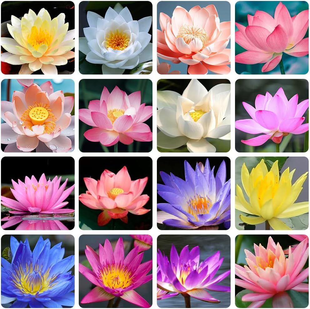 Mixed Bowl Lotus Seeds for Planting O36888