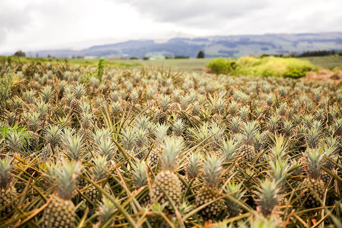 Pineapple J155652